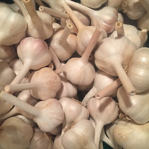Delicious Large Hardneck Garlic Bulbs