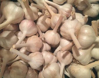 Delicious Large Hardneck Garlic Bulbs