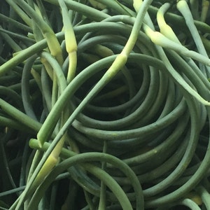 Fresh Garlic Scapes