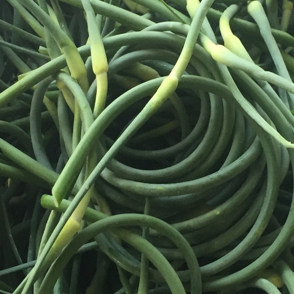 Fresh Garlic Scapes