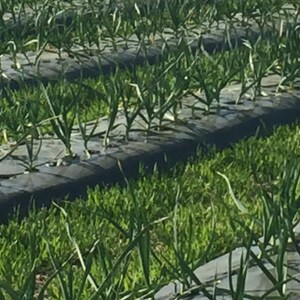 May include: Rows of green garlic plants growing in a field. The plants are growing in black plastic mulch with holes for planting.