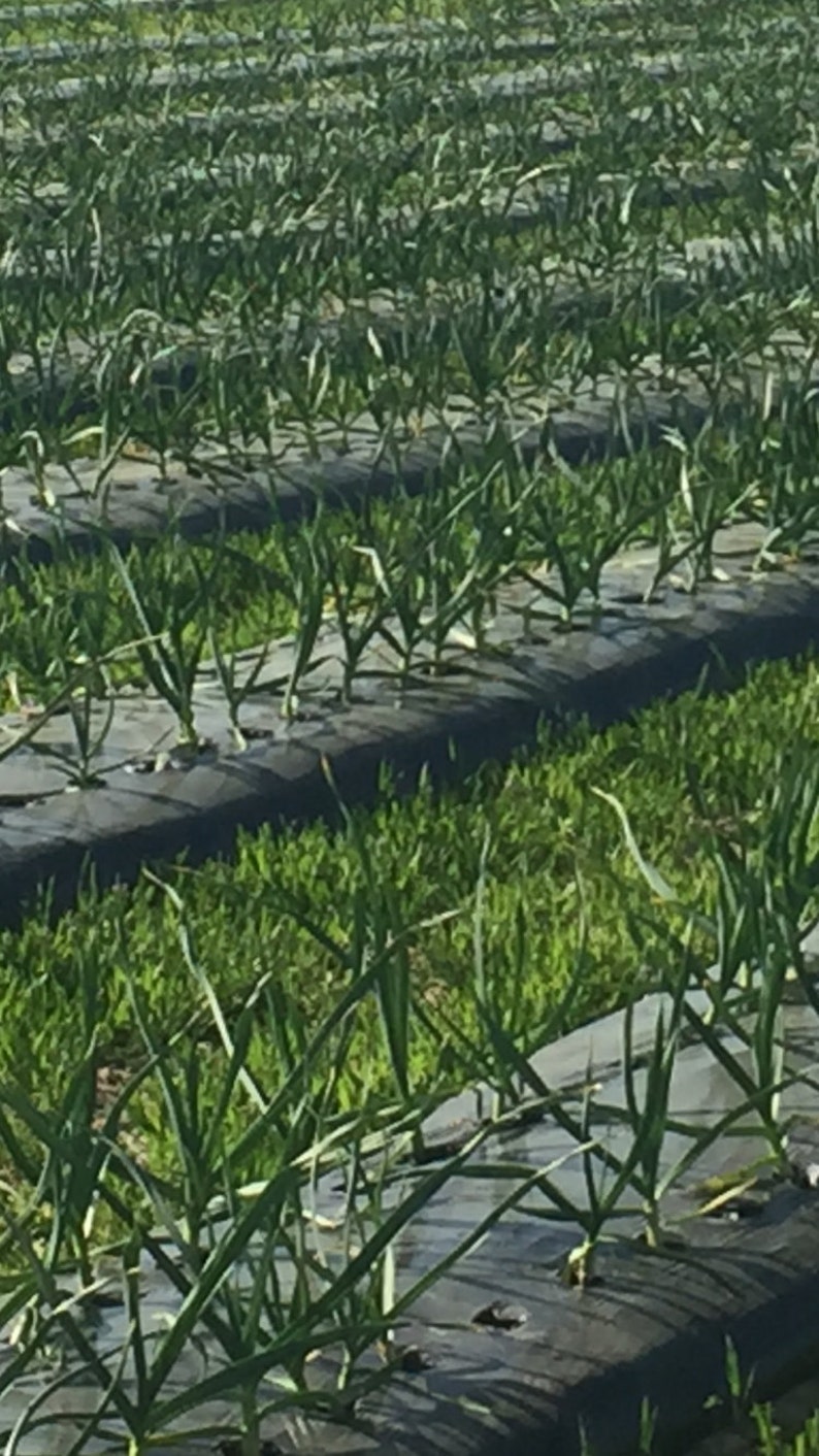 May include: Rows of green garlic plants growing in a field. The plants are growing in black plastic mulch with holes for planting.