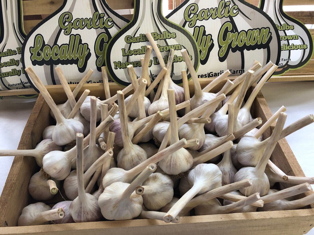 Delicious Hardneck Garlic Bulbs Etsy
