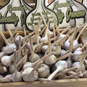 Delicious Hardneck  Garlic Bulbs