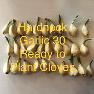 Ready to Plant Hardneck Seed Garlic