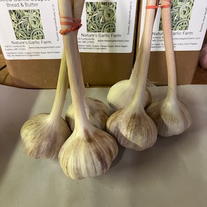 Delicious Longneck Garlic Bulbs
