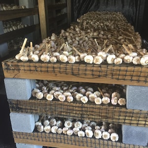 Hardneck Seed Garlic Bulbs