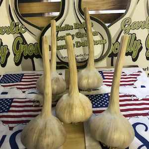 JUMBO Hardneck Garlic Bulbs