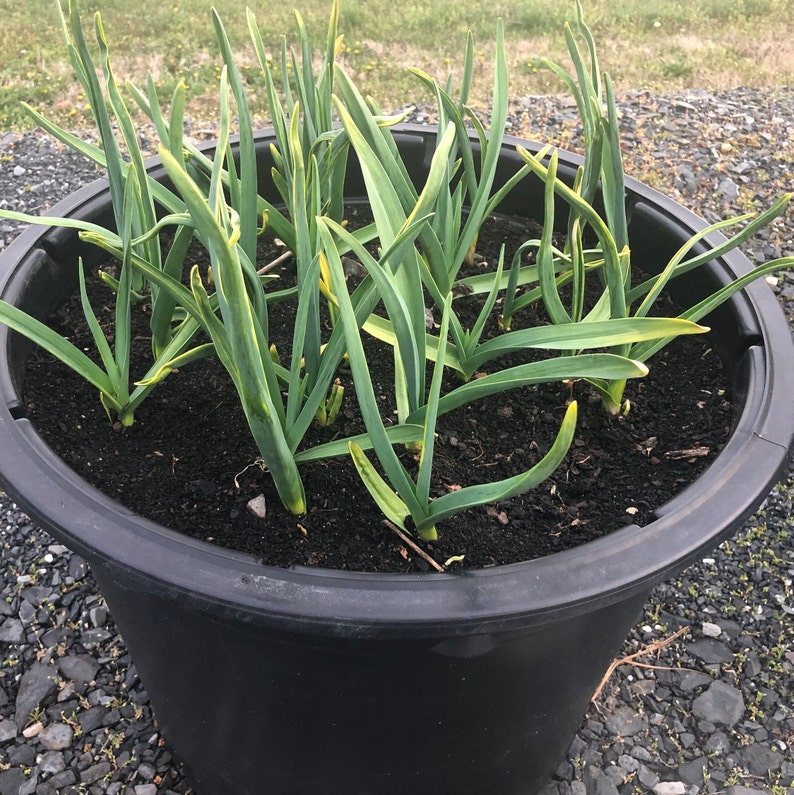 Ready to Plant Hardneck Garlic Cloves Etsy