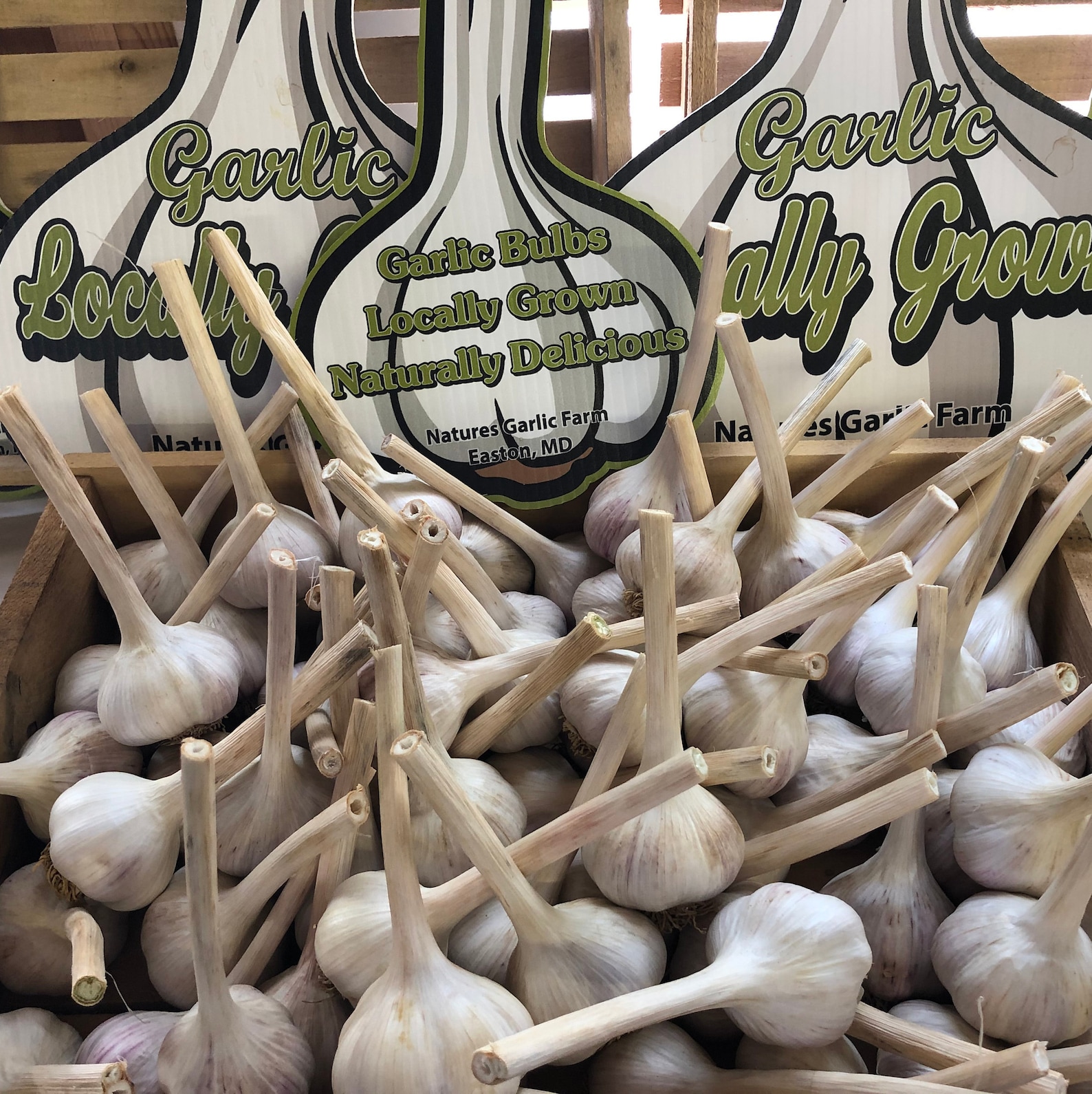 Garlic Lovers Gift Box - Etsy