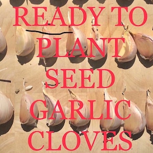 30 Ready to Plant Hardneck Seed Garlic Cloves