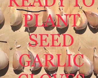 30 Ready to Plant Hardneck Seed Garlic Cloves