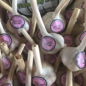 May include: A close-up of a basket of garlic bulbs with pink and white labels that read "Natures Garlic Farm" and "Locally Grown Hardneck Garlic PLU 3400".