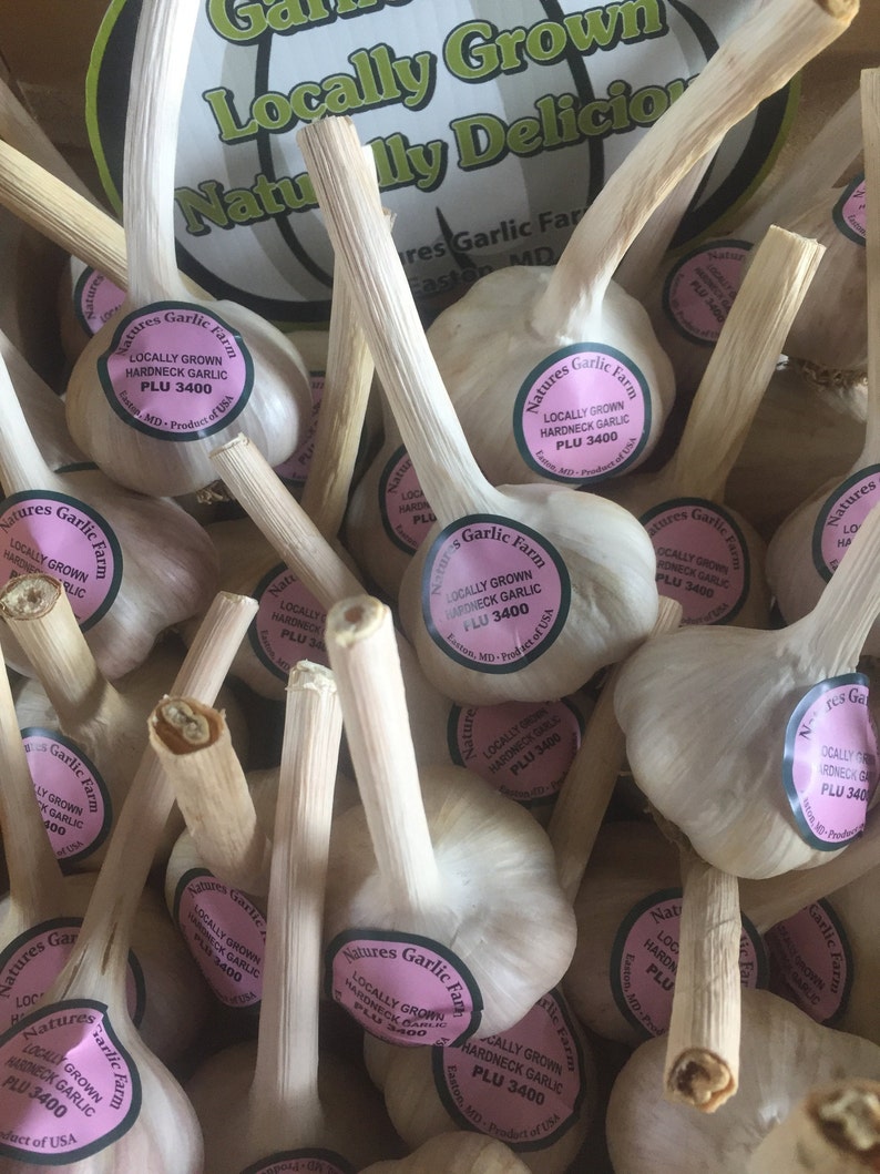 May include: A close-up of a basket of garlic bulbs with pink and white labels that read "Natures Garlic Farm" and "Locally Grown Hardneck Garlic PLU 3400".