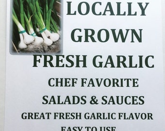 Spring Fresh Green Hardneck Garlic Bunch