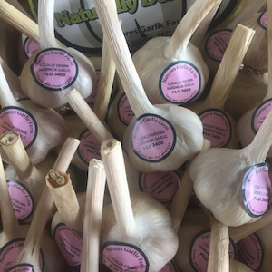 The Garlic Box - Mini  (Exceptionally Delicious)
