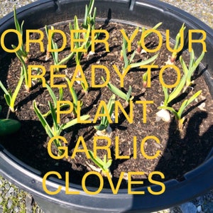 Ready to Plant Hardneck Seed Garlic Cloves