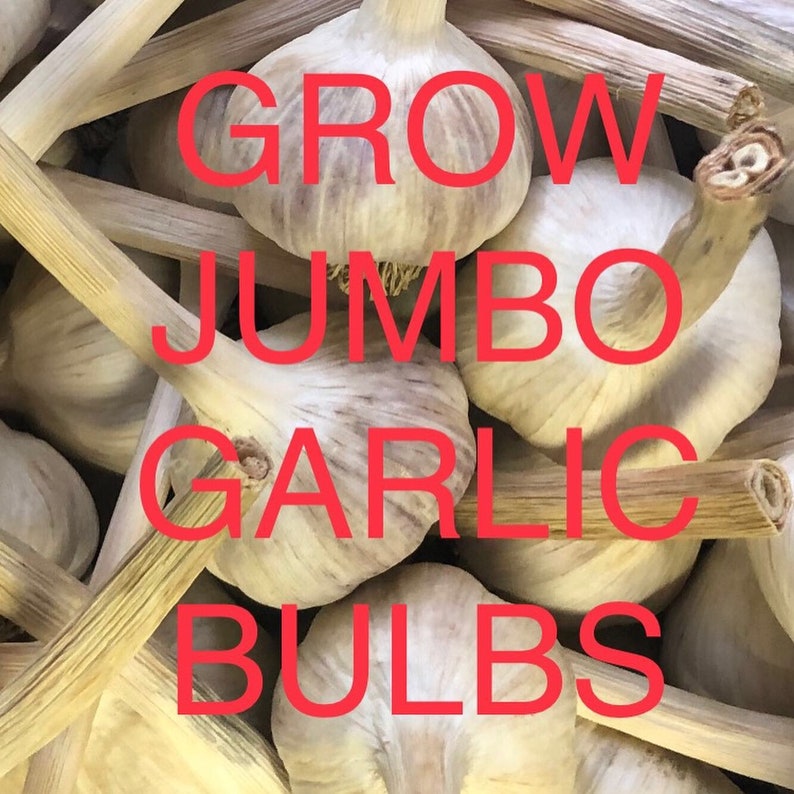 Container Grown Hardneck Garlic Cloves Etsy