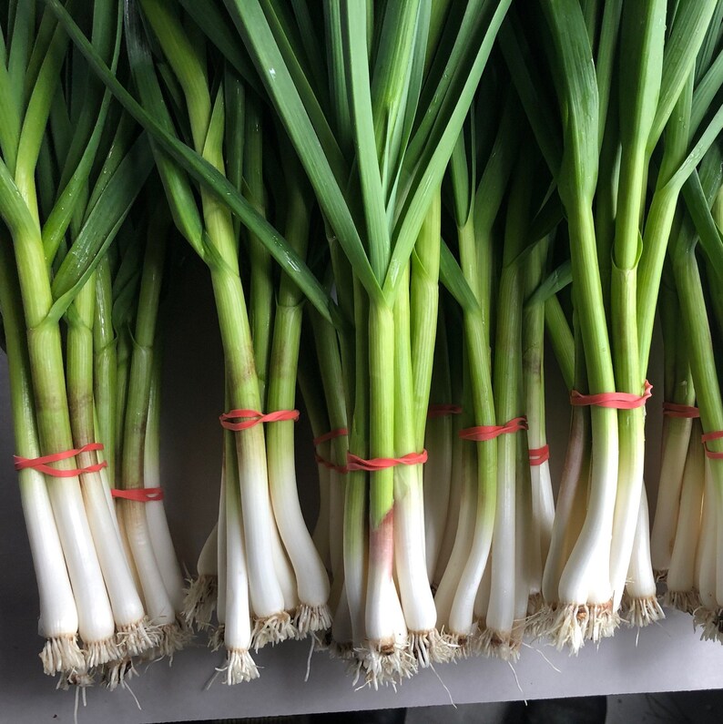 Delicious Spring Green Garlic ramps Etsy