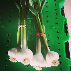 Springtime Fresh Garlic Box image 9