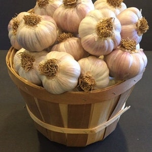 May include: A wooden basket filled with a large quantity of garlic bulbs. The garlic bulbs are white with a light purple hue and have brown roots.