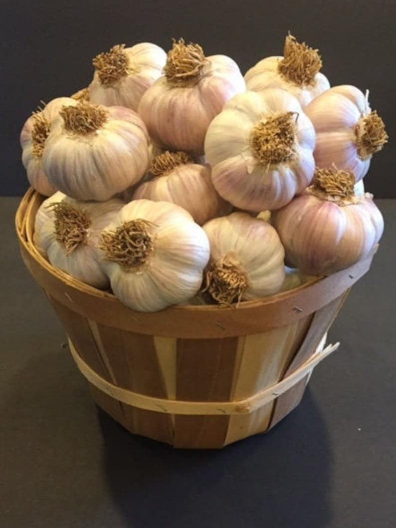 May include: A wooden basket filled with a large quantity of garlic bulbs. The garlic bulbs are white with a light purple hue and have brown roots.