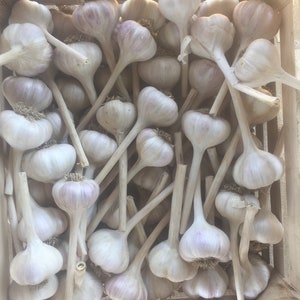 May include: A wooden crate filled with a large quantity of garlic bulbs with their stalks still attached. The garlic bulbs are a light beige color with some having a hint of purple.