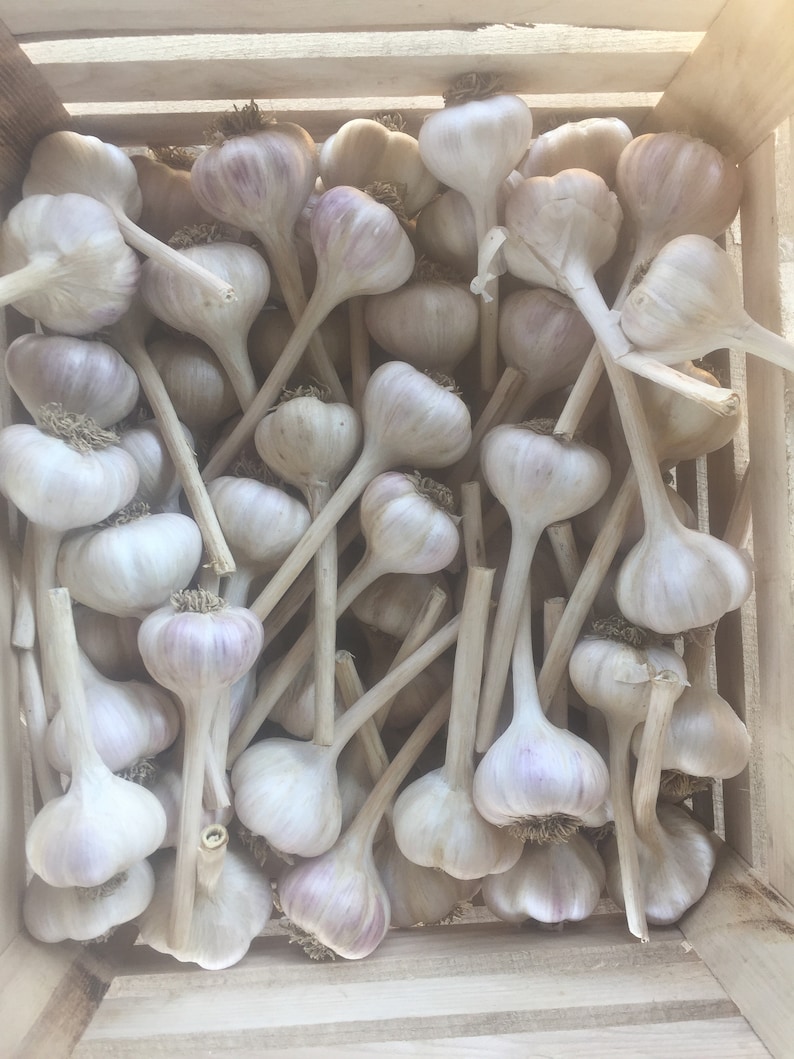 May include: A wooden crate filled with a large quantity of garlic bulbs with their stalks still attached. The garlic bulbs are a light beige color with some having a hint of purple.