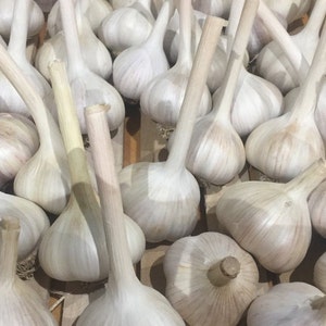May include: A close-up of a large group of white garlic bulbs with their stems intact. The garlic bulbs are arranged in a wooden crate.