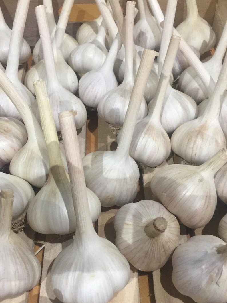 May include: A close-up of a large group of white garlic bulbs with their stems intact. The garlic bulbs are arranged in a wooden crate.