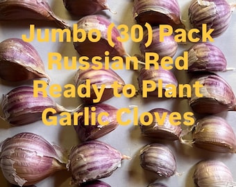 May include: A collection of thirty individual Russian Red garlic cloves with purple-streaked papery skins. The text overlay reads: Jumbo (30) Pack Russian Red Ready to Plant Garlic Cloves. The cloves are arranged in a grid pattern for planting.