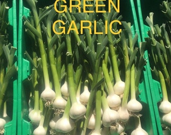 Chefs Favorite Delicious Fresh Green Hardneck Garlic