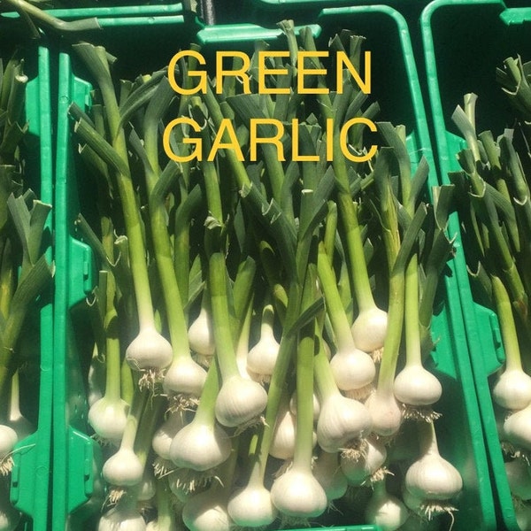 Chefs Favorite Delicious Fresh Green Hardneck Garlic