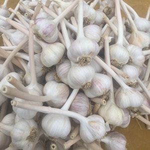 Hardneck Garlic Seed Bulbs