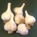 Garlic Guy