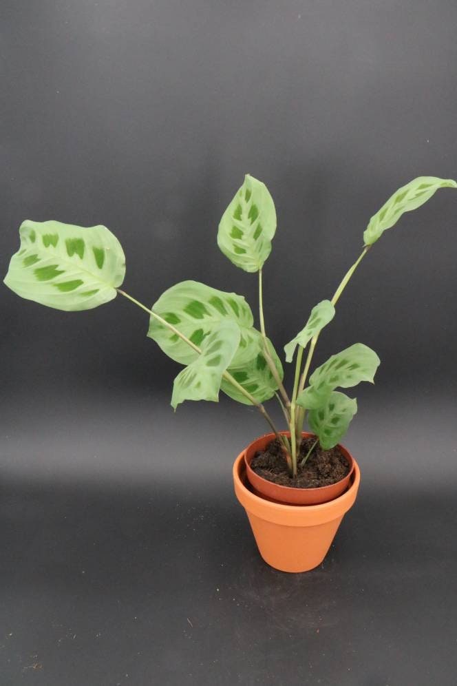 Maranta Kerchoveana