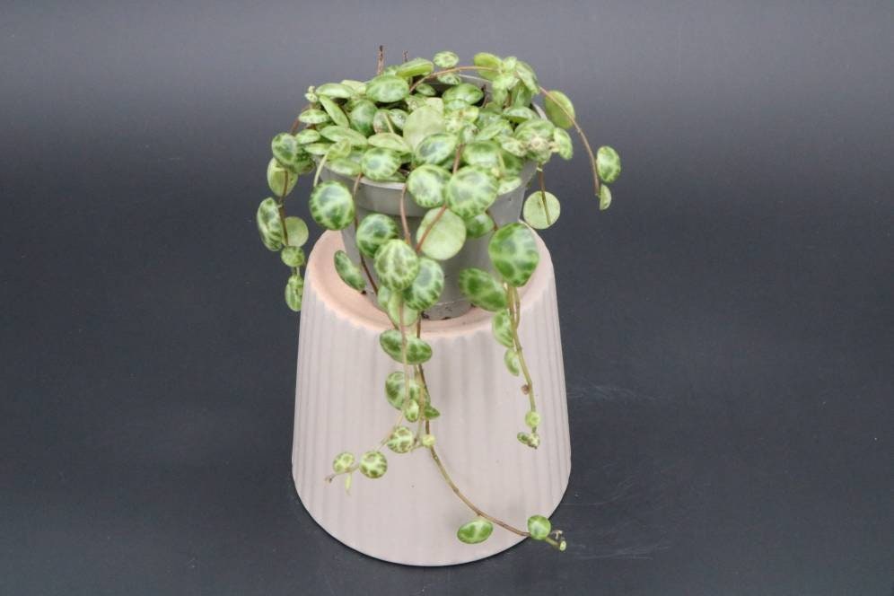 Peperomia Prostrata Turtle