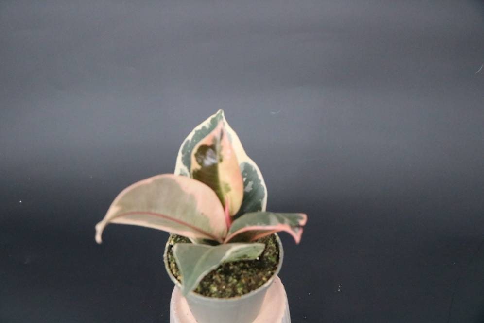 Ficus Tineke Variegata