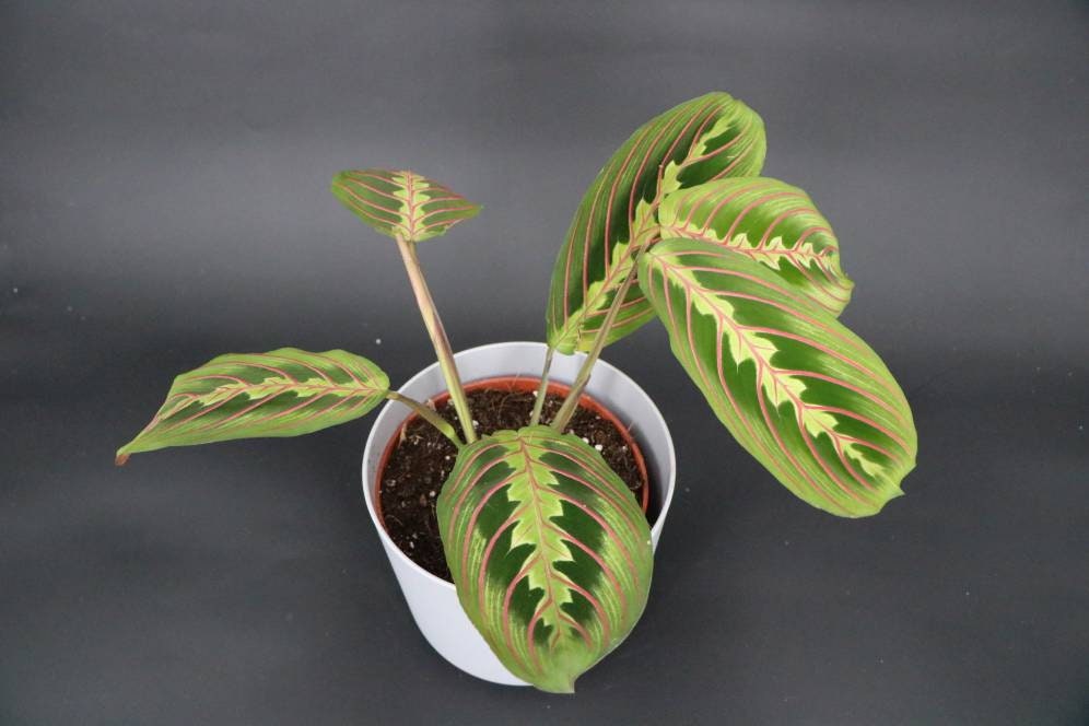 Maranta Leuconeura Fascinator