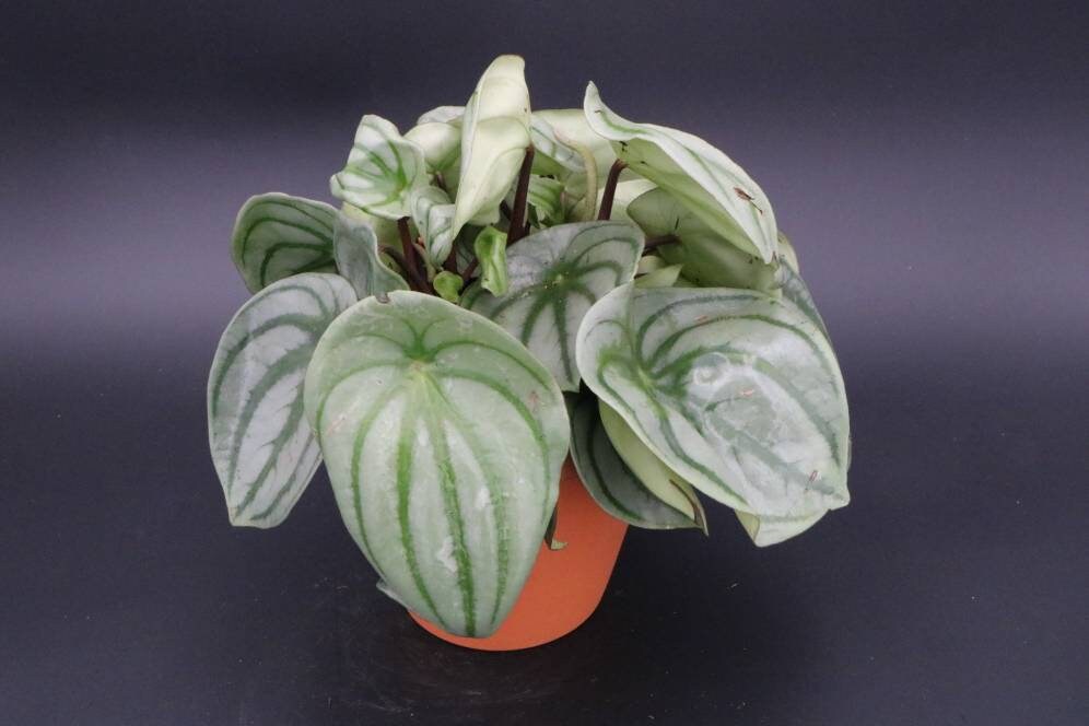 Peperomia Argyreia Watermelon