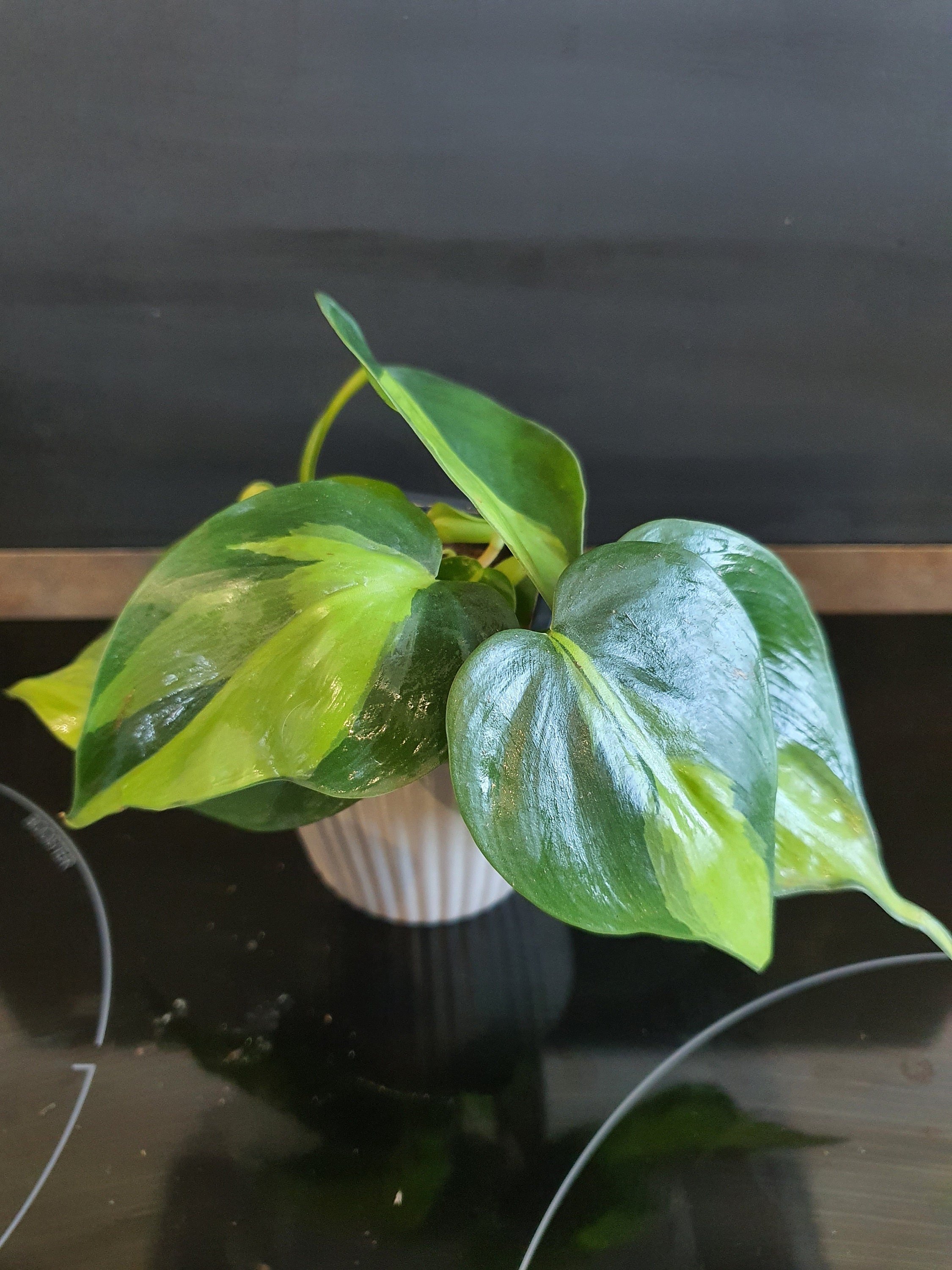 Pothos Brasil