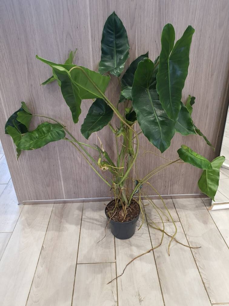 Philodendron Burle Marx