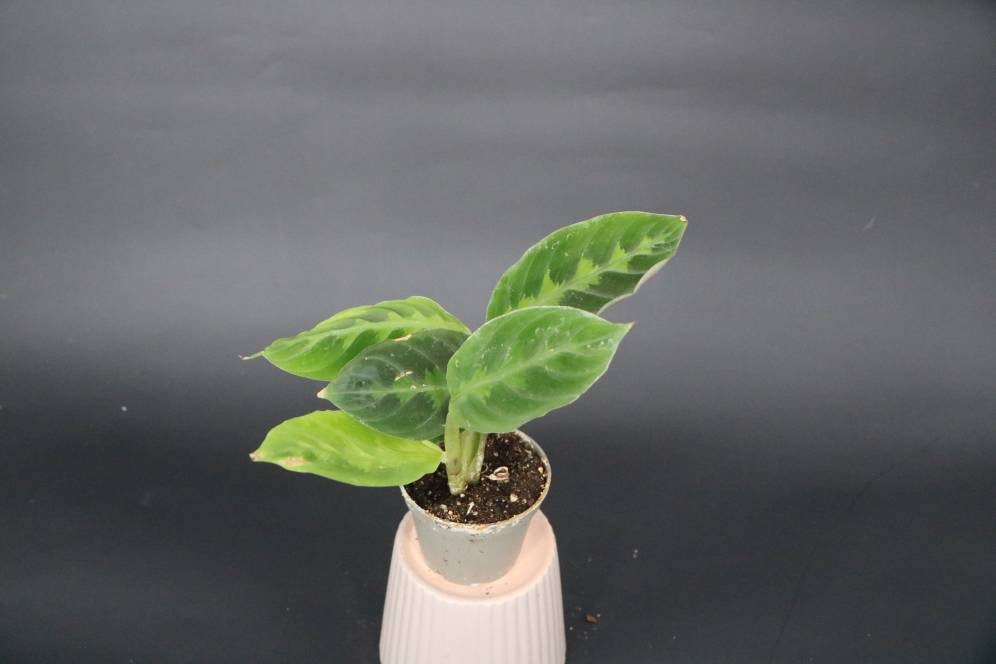 Calathea Warscewiczii