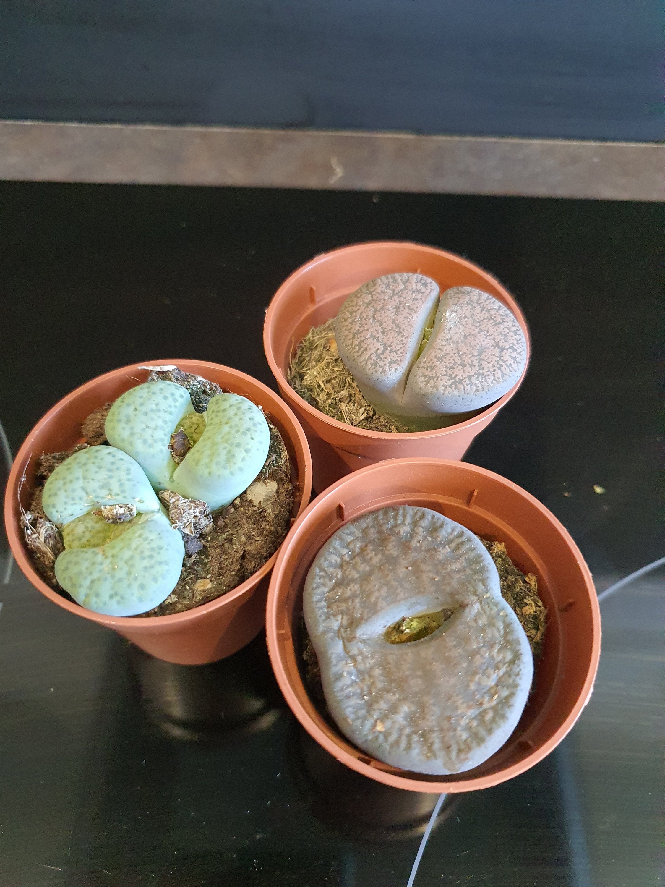 Lithops Leslii