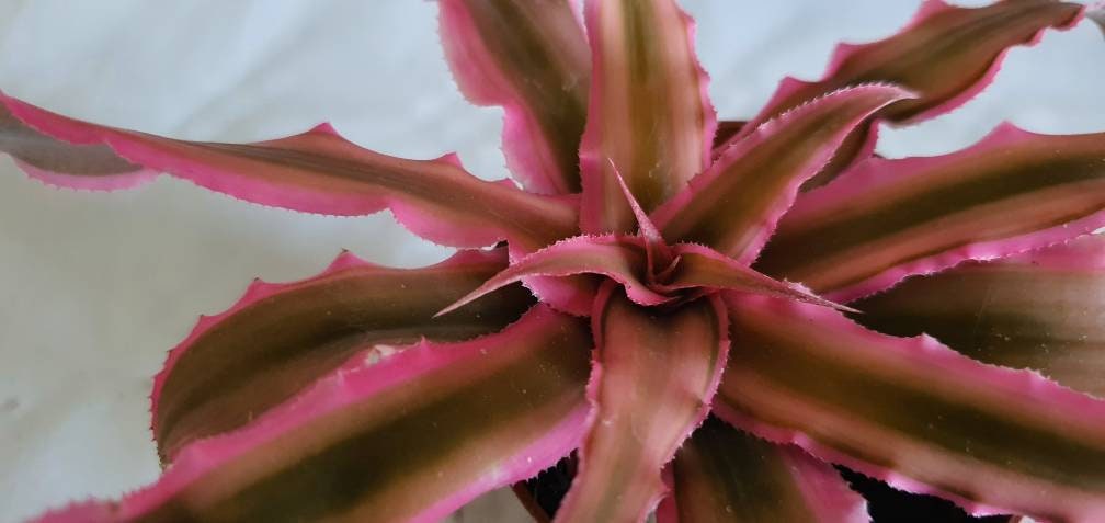 Cryptanthus Pink Starlight