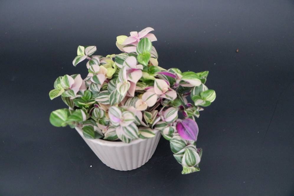 Mini Tradescantia Albiflora Quadricolor