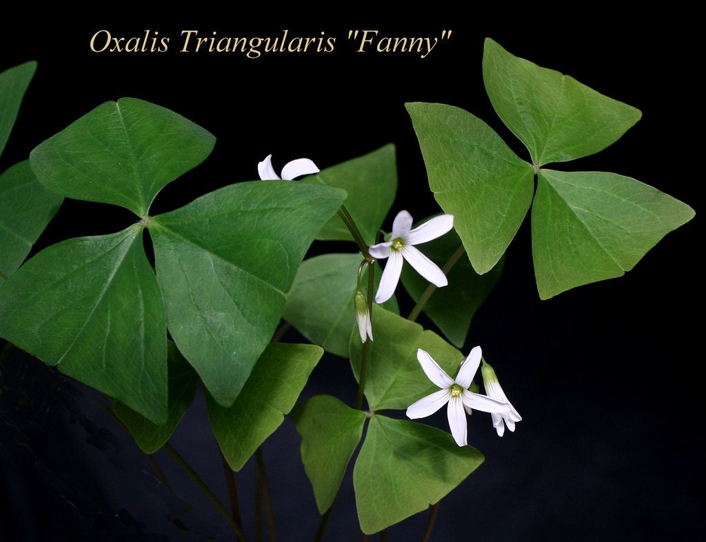 Oxalis Triangularis Fanny Rare