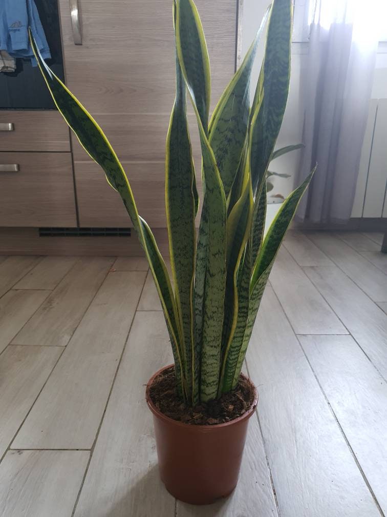 Sansevieria Trifasciata