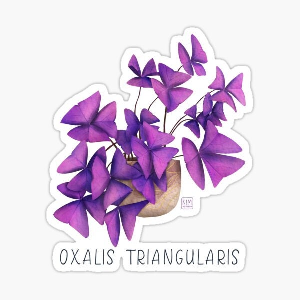 Oxalis Triangularis