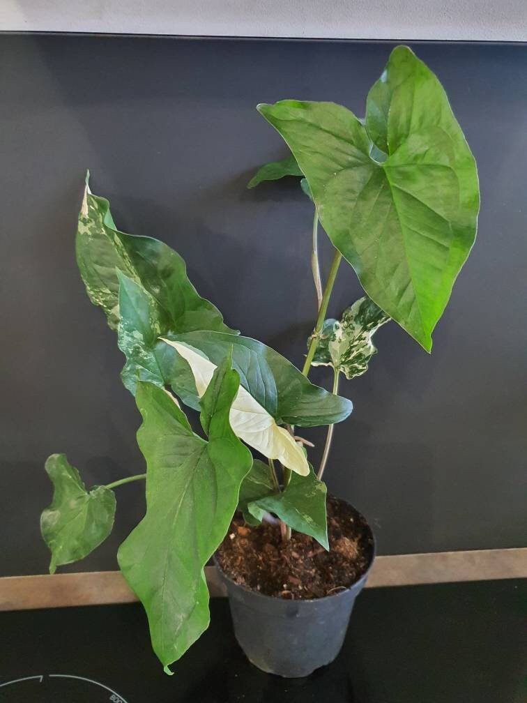 Syngonium Albo Variegata